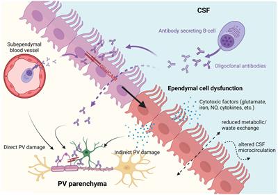 Pathogenic role of autoantibodies at the ependyma in autoimmune disorders of the central nervous system